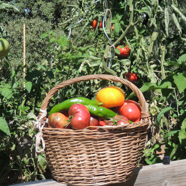 Les Chênes Verts