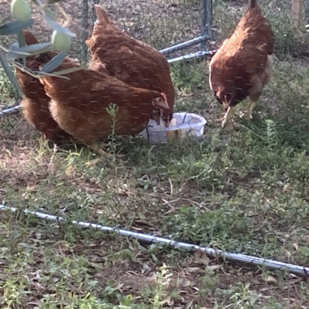 Les Chênes Verts