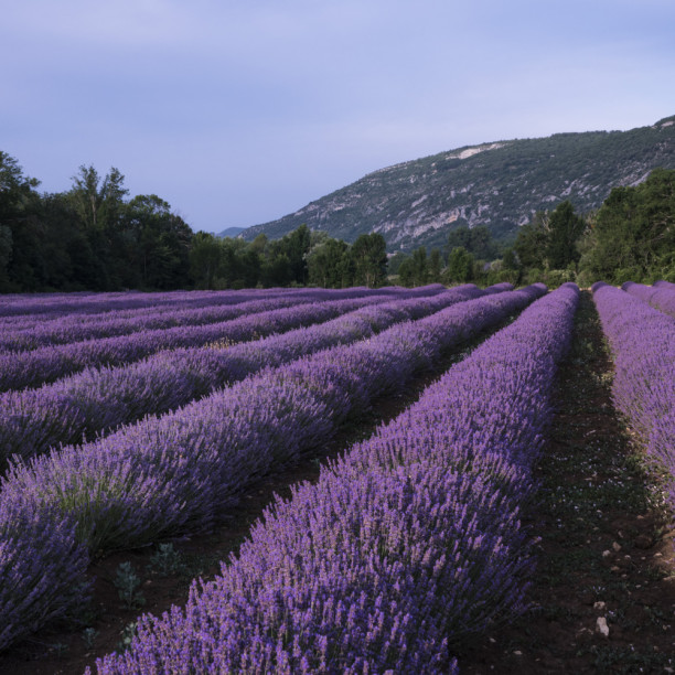 La Bastide des Bourguets